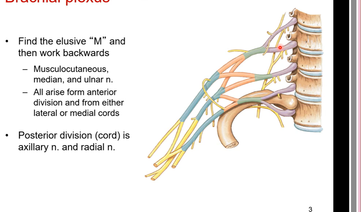 <p>Find elusive “M” and then work backwards</p><p>musculocutaneous, median, and ulnar n.</p><p>all arise form anterior division and from either lateral or medical cords</p><p></p><p>posterior division (cord) is axillary n. and radial n. </p><p>posterior division has an elusive “Y”</p><p></p><p>pic is brachial plexus</p><p></p>