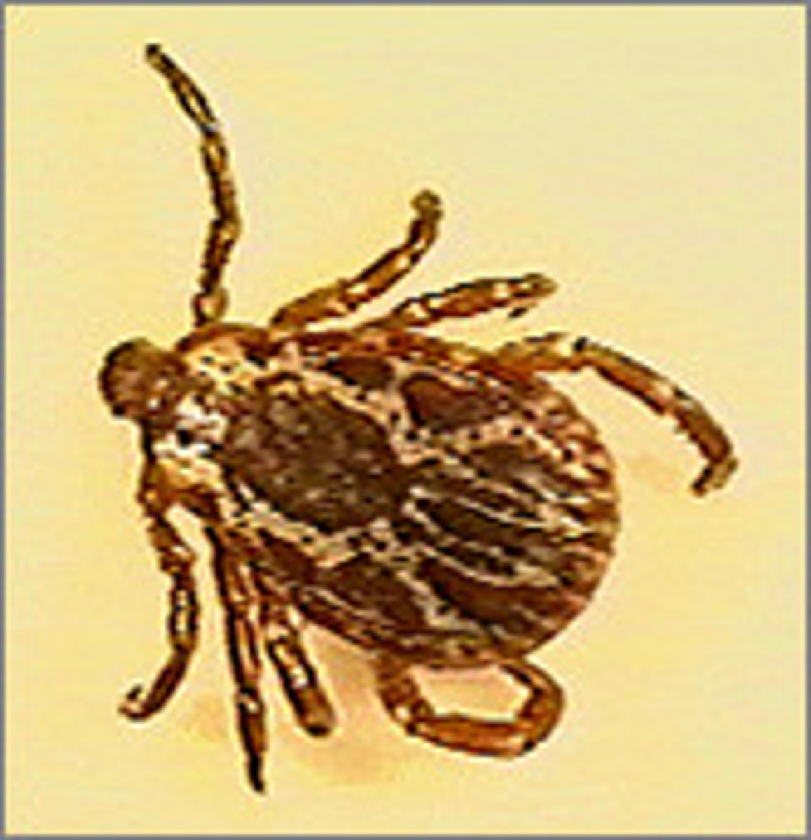 <p><span>Identify this tick (scientific and common names) and name two or more diseases that it transmits.</span></p>