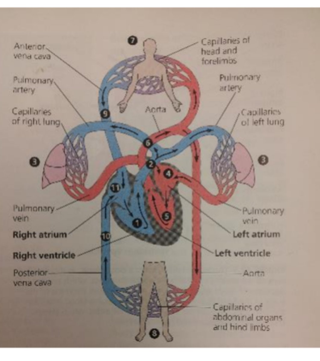 <p>Deoxygenated blood from body tissue</p>