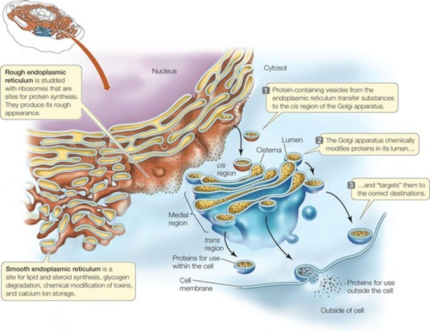 <p>Network of membranes for protein and lipid synthesis.</p>