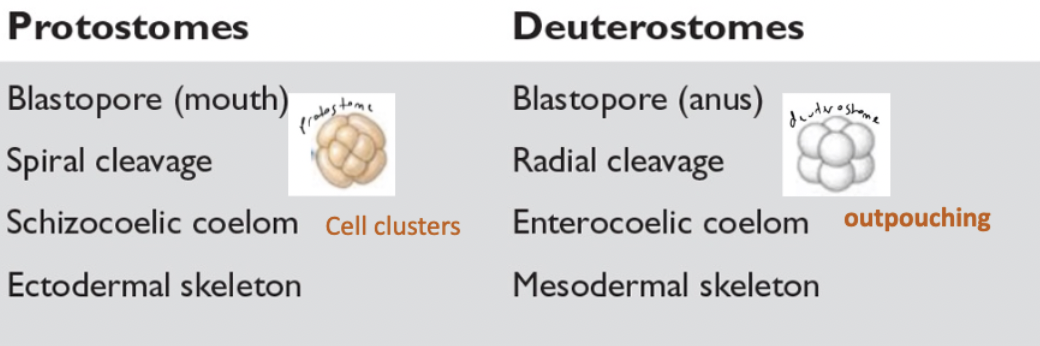 <ul><li><p><strong>protostomes</strong></p><ul><li><p>blastopore forms mouth</p></li><li><p>spiral cleavage</p></li><li><p>schizocoelic coelom (cell clusters)</p></li><li><p>ectodermal skeleton</p></li></ul></li><li><p><strong>deuterostomes</strong></p><ul><li><p>blastopore forms anus</p></li><li><p>radial cleavage&nbsp;</p></li><li><p>enterocoelic coelom (outpouching)</p></li><li><p>mesodermal skeleton</p></li></ul></li></ul><img src="https://knowt-user-attachments.s3.amazonaws.com/622ed43e-c8ee-485c-9ccb-18c79013c7d0.png" data-width="100%" data-align="center"><p></p>