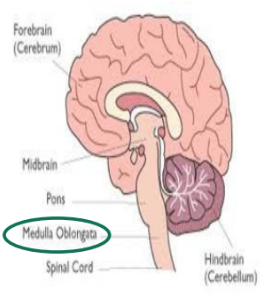 <p>in the medulla oblongata; medullary respiratory center (MRC)</p><p></p><p><em>*how breathing works is still somewhat disputed</em>*</p><p></p>