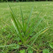 <p>Nutsedge</p>