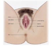 <ul><li><p>Opening of the vagina = vestibule</p></li><li><p>Urethral opening</p></li><li><p>Labia minora and majora</p></li><li><p>Clitoris</p></li><li><p>Mons pubis</p></li></ul>