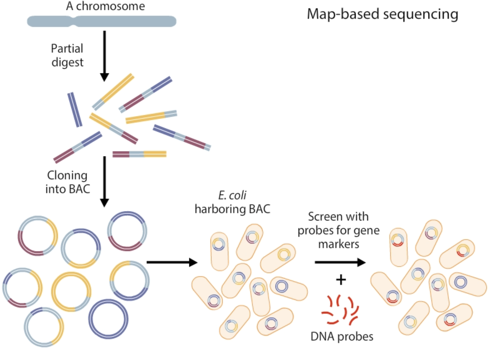 <ol><li><p><strong>Create a genetic map by partial digestion of DNA </strong>resulting in overlapping fragments that are cloned into bacterial artifical chromosomes <span style="color: green"><strong>(BACs)</strong></span></p></li><li><p><strong>Analyse the large-insert clones for genetic markers </strong>i.e using DNA probes<strong> / overlapping restriction sites</strong></p></li><li><p><strong>Assemble the DNA sequences from BACs into contiguous sequences</strong> <span style="color: green"><strong>(contigs).</strong></span></p></li><li><p><strong>Select a subset of overlapping clones that efficiently cover the entire chromosome which are then fractured + cloned</strong></p></li><li><p><strong>Sequence each small-insert clone and use sequence overlap to assemble them in the correct order</strong></p></li><li><p><strong>Assemble the final sequence by putting together the large clones sequences together + fill any gaps</strong></p></li></ol><img src="https://knowt-user-attachments.s3.amazonaws.com/6305b487-3a80-4d89-b514-adb1daee86f5.png" data-width="100%" data-align="center"><p></p>