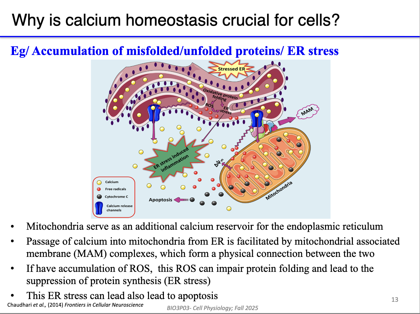 <ul><li><p class="isSelectedEnd"><span>Linked via </span><strong><span>MAMs</span></strong><span> (mitochondria-associated membranes) → direct Ca²⁺ and stress signal transfer.</span></p></li><li><p class="isSelectedEnd"><span>Mitochondria act as a </span><strong><span>reserve reservoir</span></strong><span>:</span></p><ul><li><p class="isSelectedEnd"><span>Can return Ca²⁺ to ER/SR when stores run low.</span></p></li></ul></li><li><p class="isSelectedEnd"><span>However, ROS or Ca²⁺ overload in mitochondria can spread stress to ER/SR → </span><strong><span>ER stress → apoptosis</span></strong><span>.</span></p></li><li><p><span>MAMs allow both </span><strong><span>beneficial Ca²⁺ sharing</span></strong><span> and </span><strong><span>propagation of damage</span></strong><span>.</span></p></li></ul><p></p>