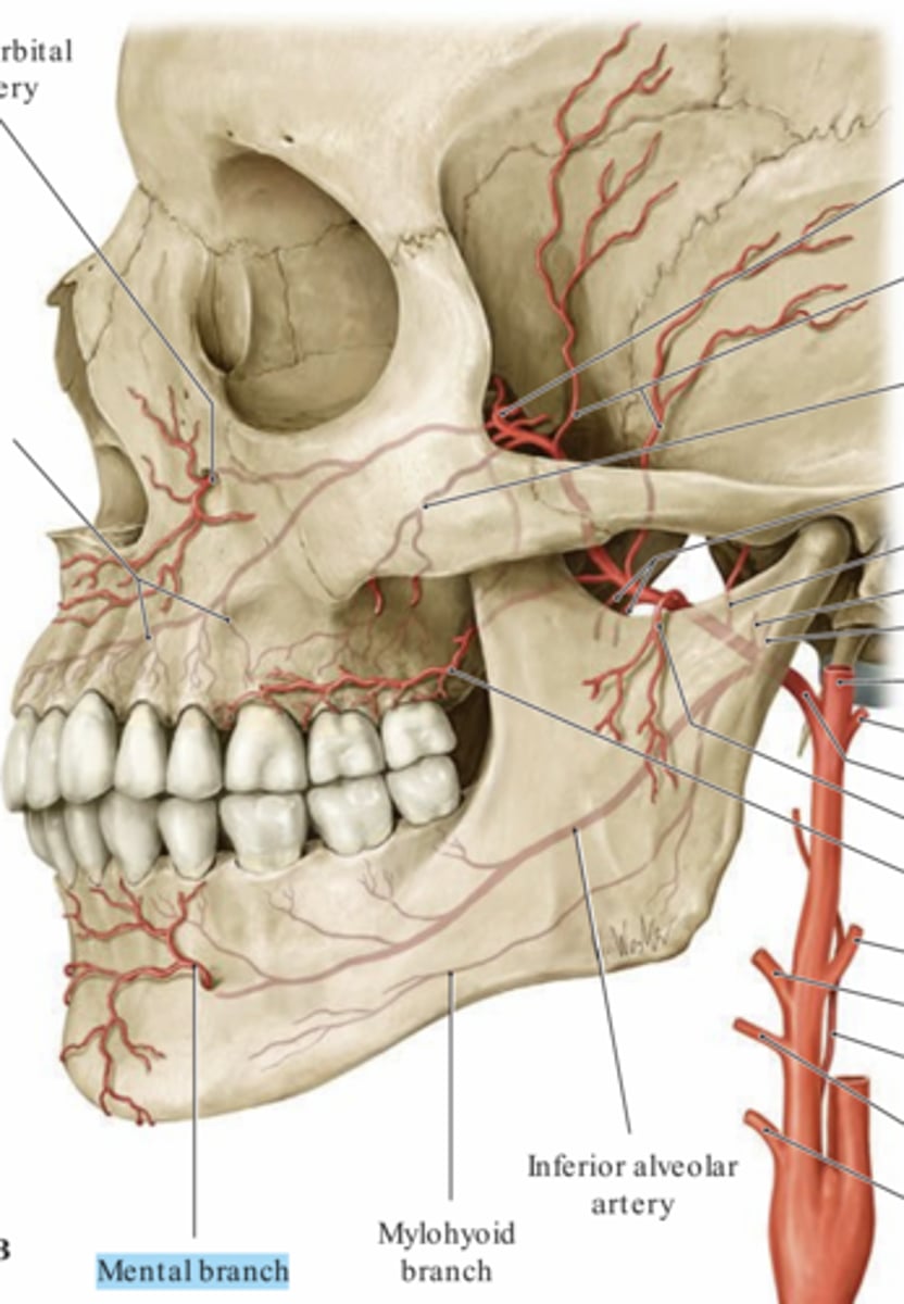 <p>Arteria mentalis</p><p>- Avgår från A. alveolaris inferior och passerar igenom foramen mentale.</p><p>- Försörjer huden på hakan, underläppen och omkringliggande muskler.</p>