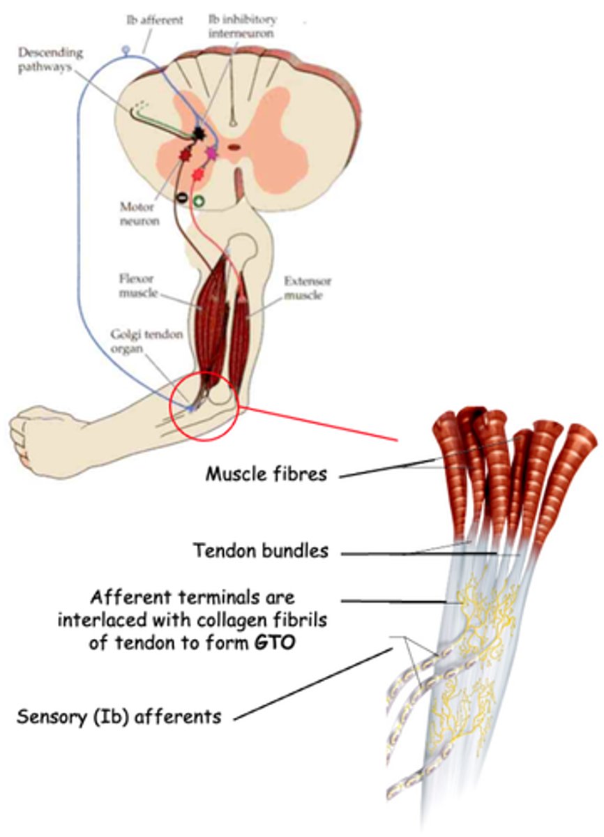 <p>Both the Golgi tendon reflex and stretch reflex are under control of ...?</p>