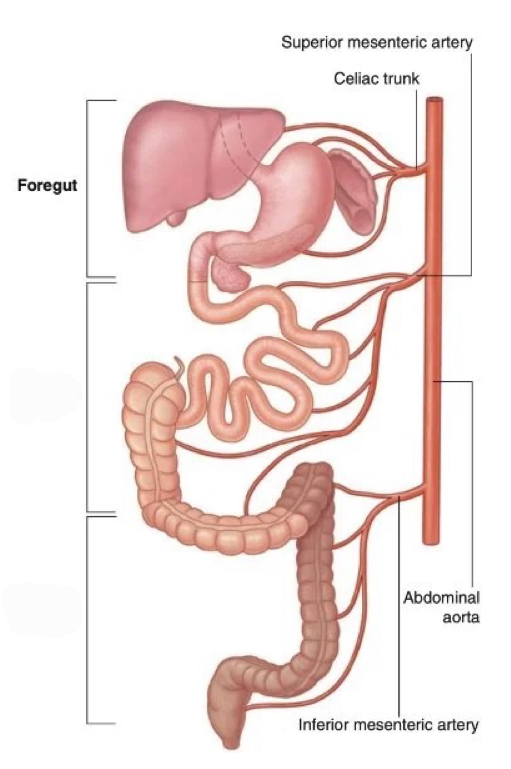 <p>foregut</p>