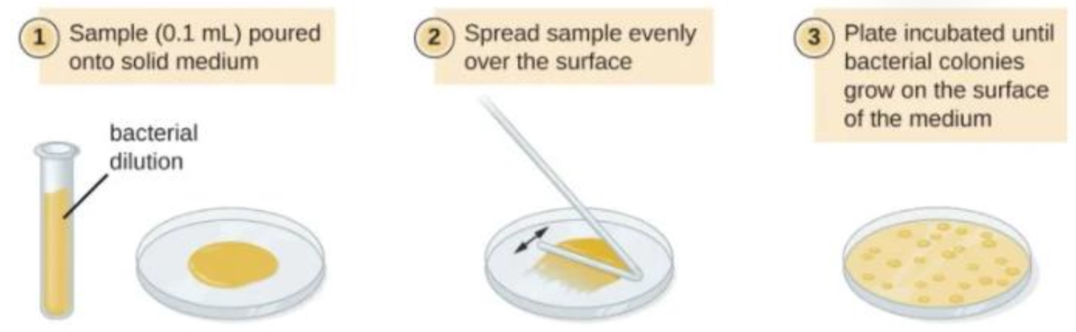 <ul><li><p>culture is <mark data-color="red" style="background-color: red; color: inherit">uniformly</mark> spread over surface of an agar plate</p></li></ul><p></p><ul><li><p>if not diluted enough, a lawn of bacteria is produced</p></li></ul><p></p><ul><li><p>antibiotics or agents can then be added to ‘clear’ zones so their <mark data-color="red" style="background-color: red; color: inherit">effectiveness</mark> can be estimated</p></li></ul>