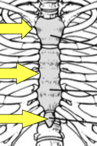 <p>Name the 3 sections of this bone</p>