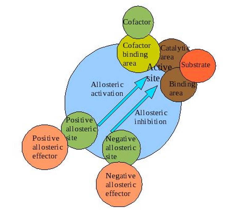 <ul><li><p>An enzyme that changes its conformational ensemble upon binding of an effector</p></li><li><p>binding of an effector results in change in binding affinity at different ligand binding site</p></li><li><p>follow sigmoidal curve</p></li><li><p>usually composed of multiple subunits</p></li></ul><p></p>