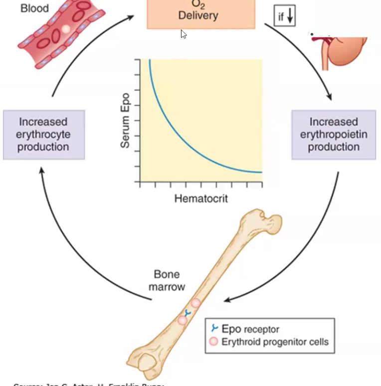 <ul><li><p>Hypoxia (decreased oxygen delivery) to specialized cells in the kidney results in increased expression and secretion of <strong>erythropoietin</strong>, which in turn increases <strong>red cell production</strong></p></li></ul><p></p>