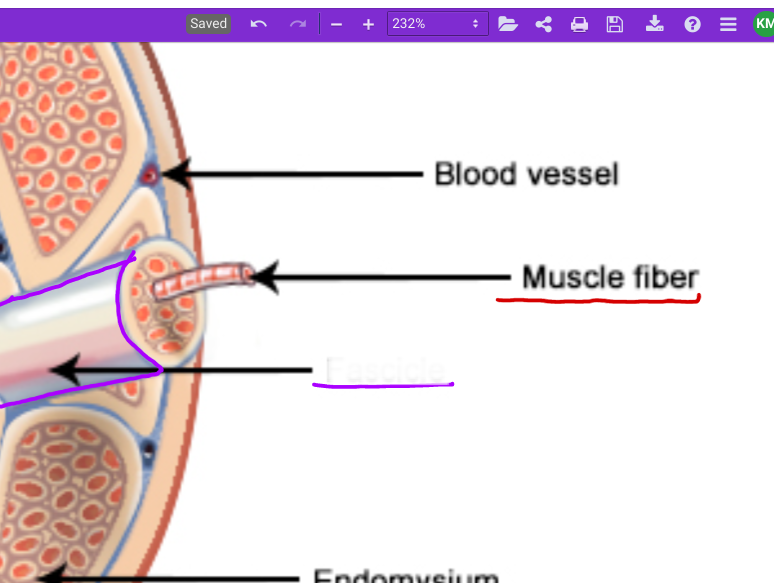 <p>Muscle fiber (red)</p>