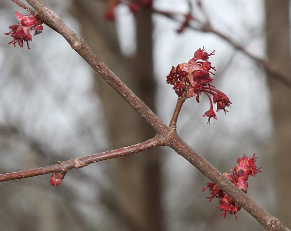 <p>Common name: Red maple</p><p></p><p>Genus: Acer</p><p></p><p>Species: rubrum</p><p></p><p>Family: Sapindaceae</p>