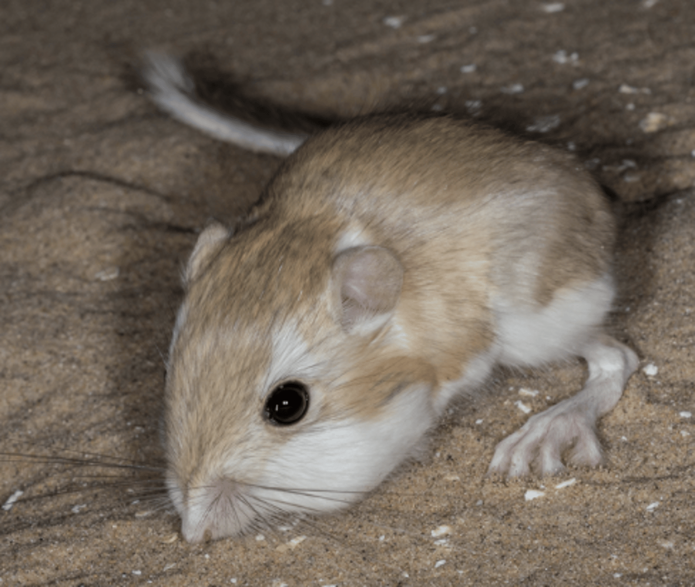 <p>Name, habitat, range</p>