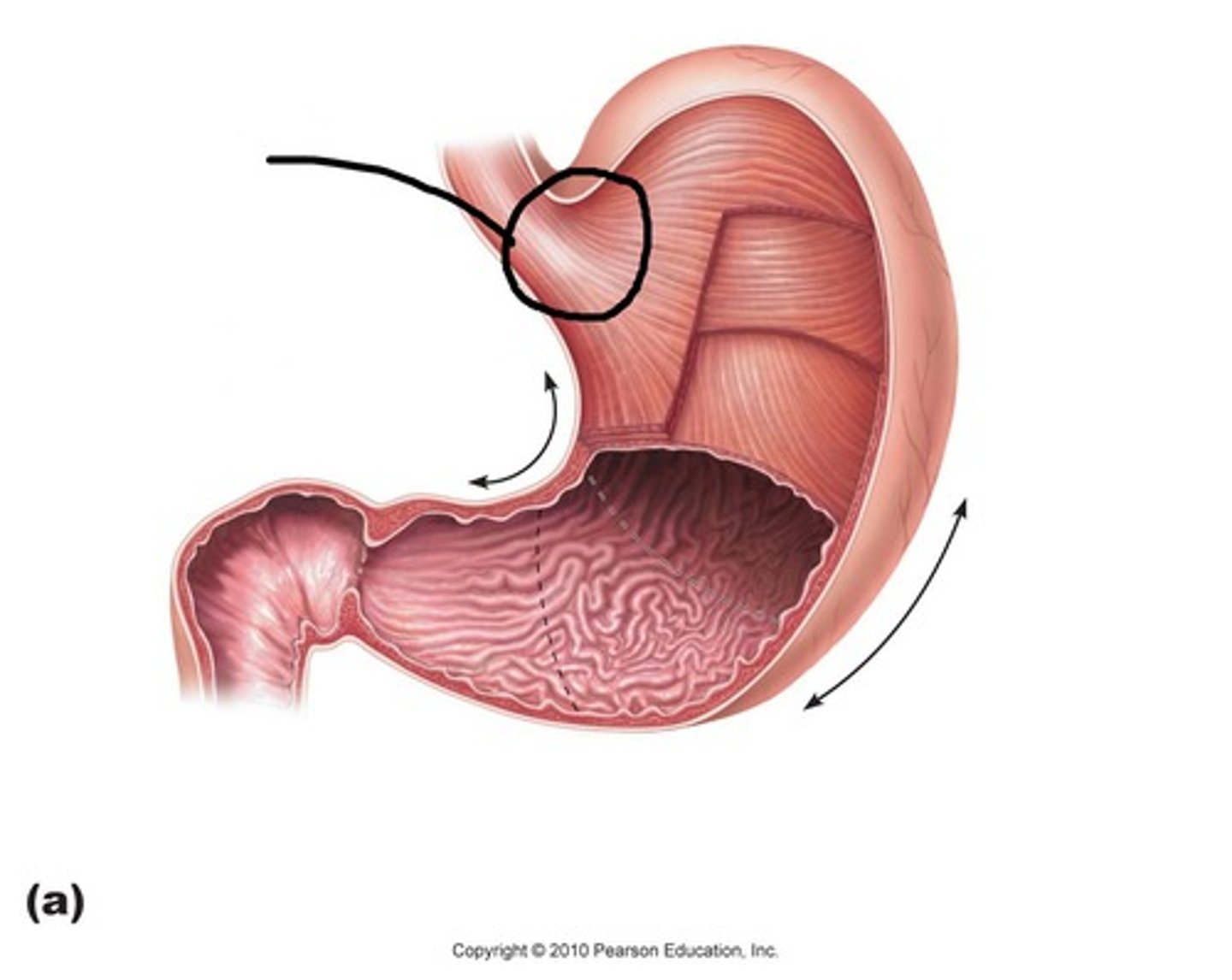 <p>(named for its position near the heart) surrounds the cardioesophageal sphincter, where food enters the stomach from the esophagus.</p>
