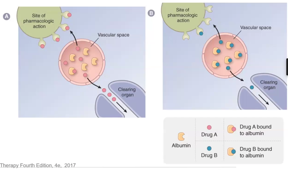 <p>Plasma protein binding such as albumin traps drug molecules in the vascular space and prevents them from reaching the site of pharmacologic action, as well as decreases clearance</p><ul><li><p>Not an issue anymore because plasma protein # far exceeds #drug molecules → also as free drug increases so does clearance</p><ul><li><p>Only a problem if drug clearance is greatly decreased due to kidney or liver disease OR if displaced drug has low TI</p></li></ul></li></ul><p></p>