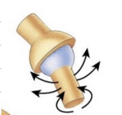 <p>Articulatio cotylica</p>