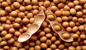 <p>soja</p>