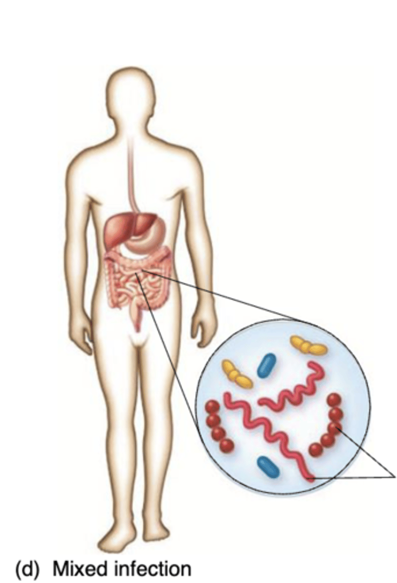 <p>"polymicrobial"; several microbes grow simultaneously</p><p>at the infection site</p>