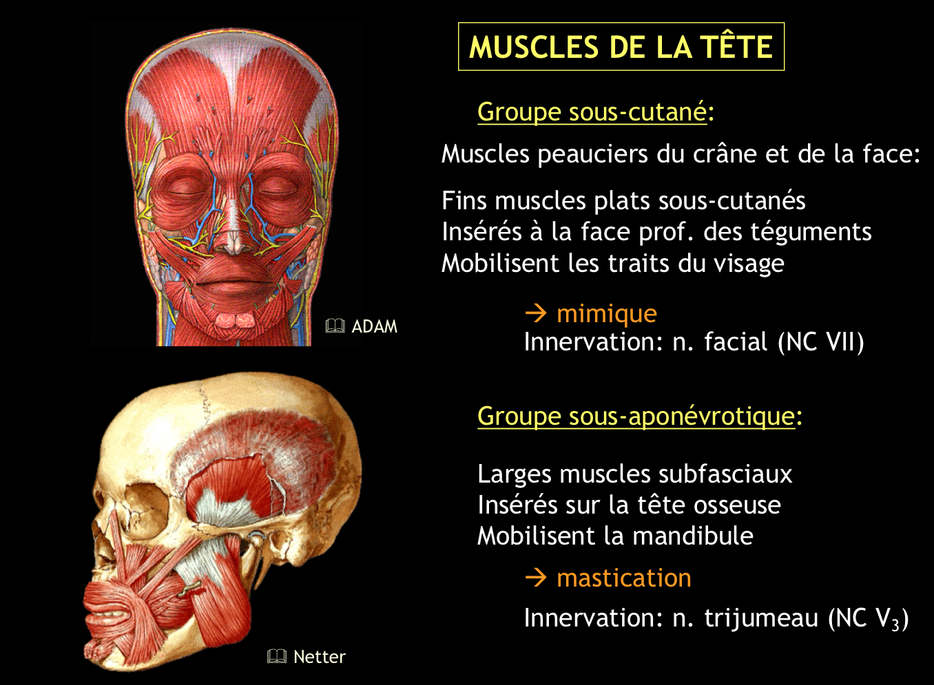 <p>Par la 3e branche du nerf trijumeau.</p>