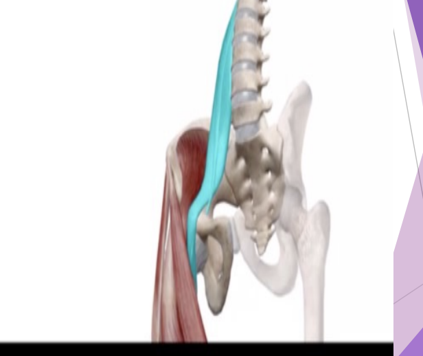 <p>Hip/Thigh Flexors</p>