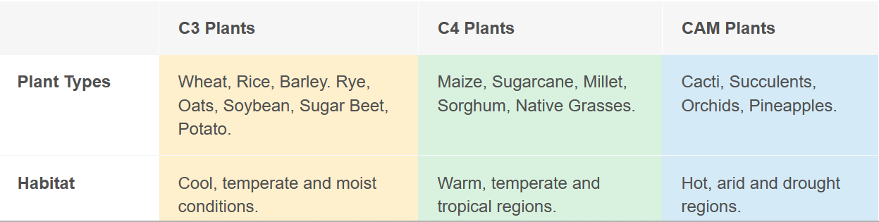 <p><span>C3 – typical pathway taught in biology courses, initial step utilizes RuDpcarboxylase to fix CO2 to ribulose-diphosphate (RuDp) making phosphoglyceric acid</span></p><p class="s16"><span>•C4 – can use the C3 pathway or they do a different initial step, where they utilize PEP carboxylase to phospho-enolpyruvate (PEP) to make malic acid and aspartic acid</span></p><p class="s16"><span>•CAM – Crassulacean Acid Metabolism – can use C3 pathway during the day but take up CO2 at night and store it as malic acid</span></p>