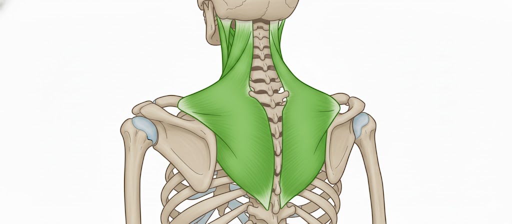 <p>Trapezius</p>