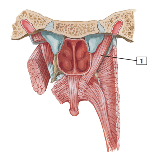lifts velum up and back