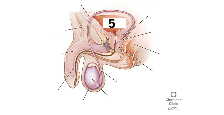 <p>Identity this male reproductive system (marked with 5)</p>