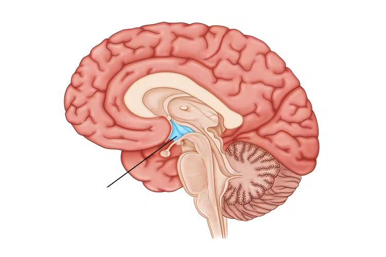 <p>what brain area is this?</p>