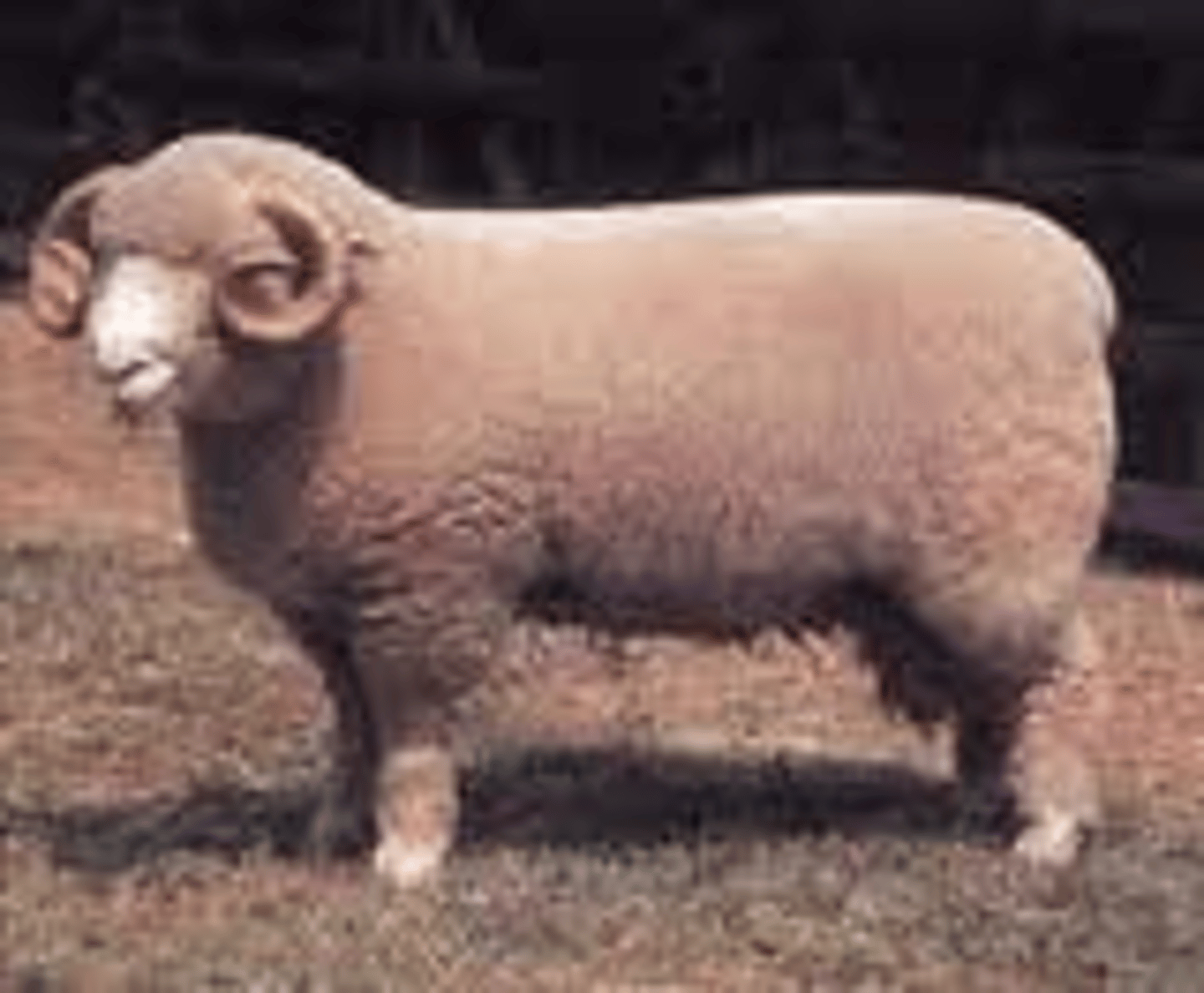 <p>-Dorsett</p><p>-X linked recessive </p><p>-non immume mediated hemolytic anemia - hemolysis with particular stressors (food, drugs, infections)</p>