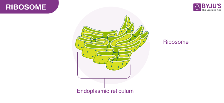 <p><span style="font-family: Avenir, sans-serif">Ribosome</span></p>