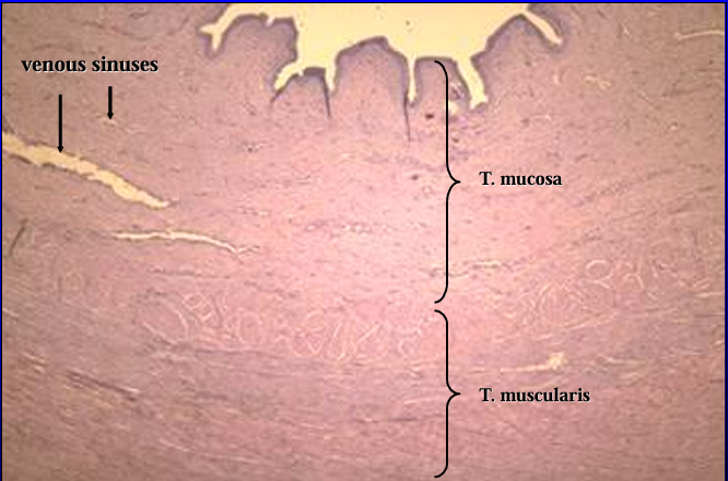 <p>Equine pelvic urethra, another view. </p><p>The mucosa is lined by transitional epithelium and contains erectile tissue in the lamina propria. (The erectile tissue contains collapsed venous sinuses in this figure)</p>
