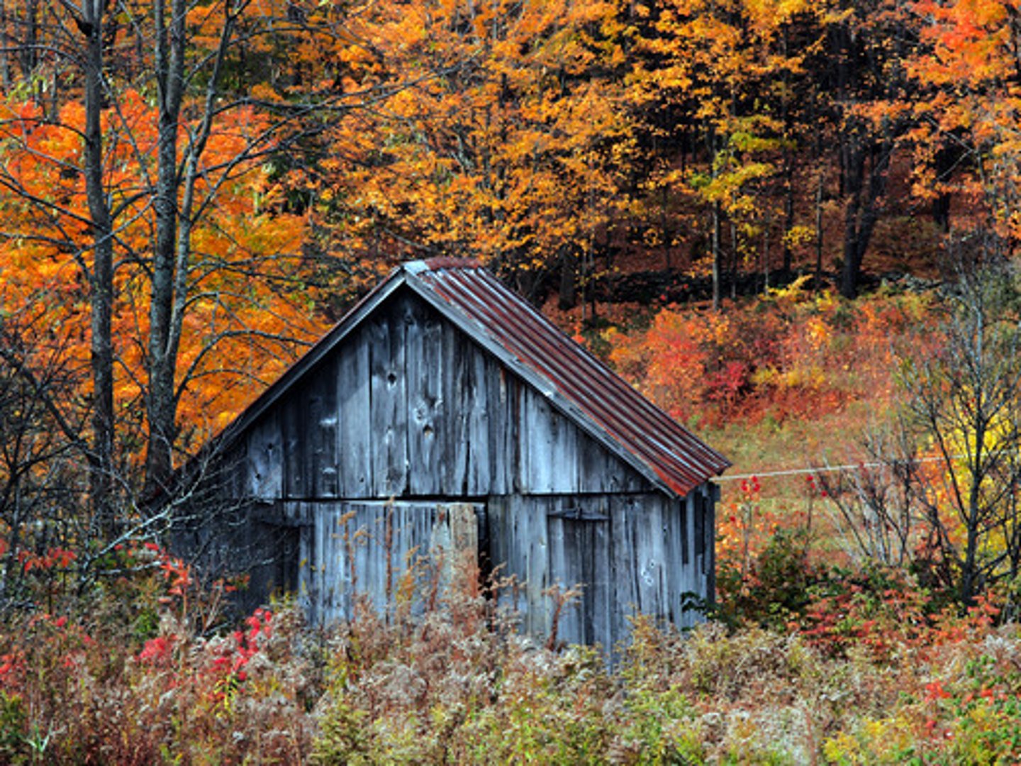 <p>shack</p>