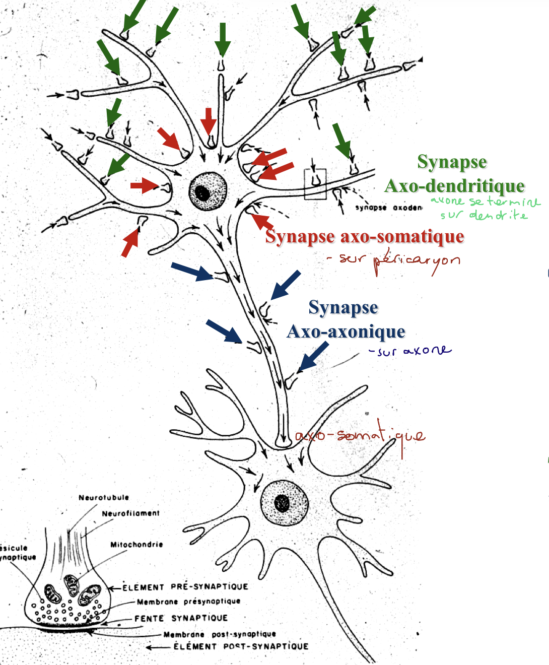 knowt flashcard image