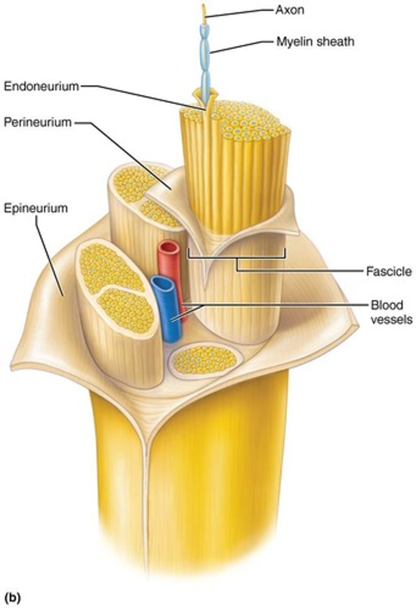 <p>Connective tissue wrapping around individual axons.</p>