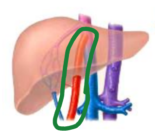 <p>Ductus Venosus</p>