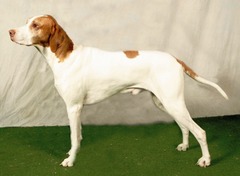 <p>Origin: France</p><p>Height range: 21-24 in</p><p>Weight range: 40-57 lb</p><p>Life span: 12-14 years</p>