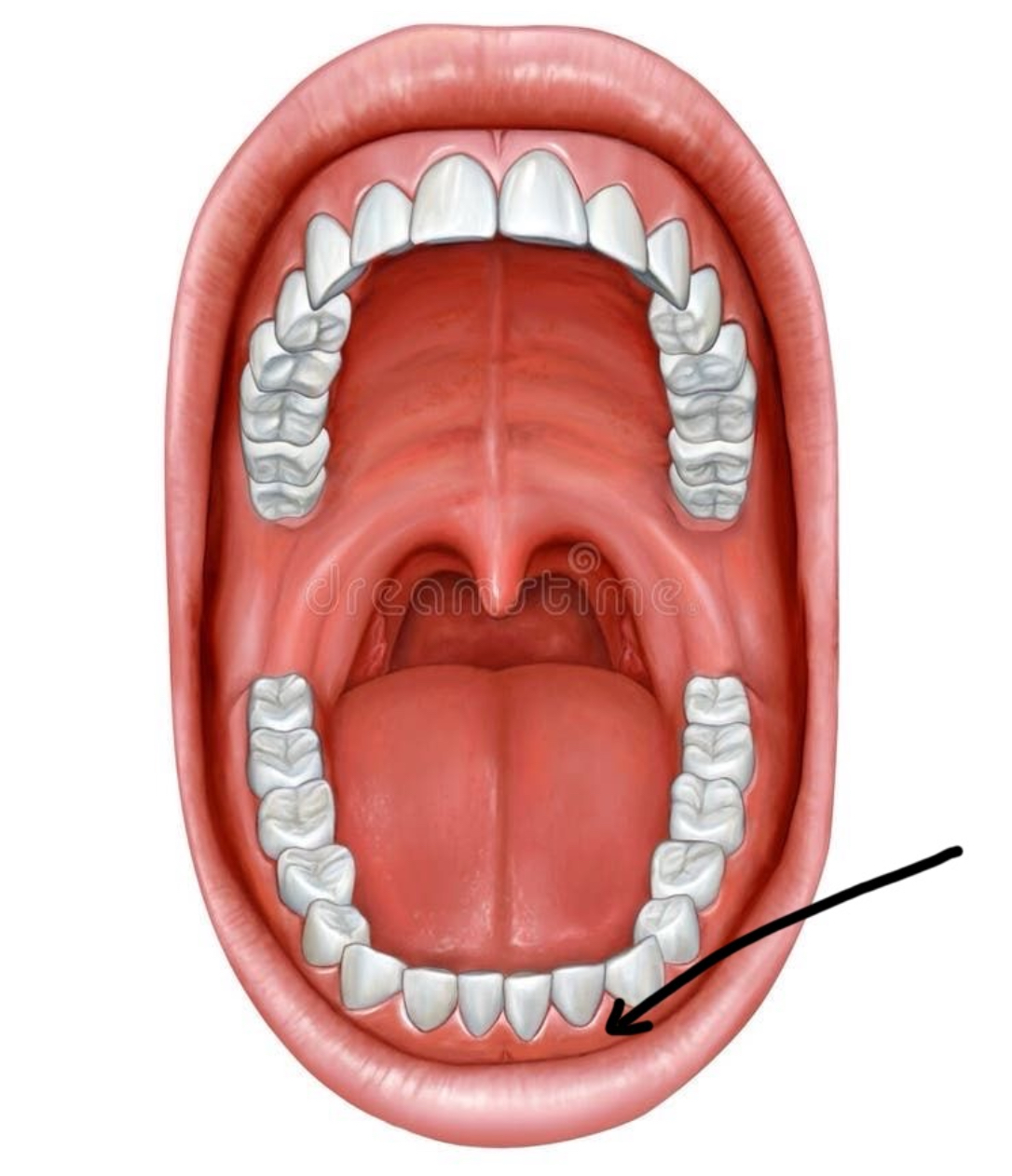 <p>Wat is de latijnse benaming voor tandvlees </p>