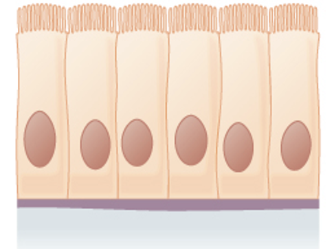 <p>Location: </p><p><strong>Ciliated tissues</strong> are in bronchi, uterine tubes, and uterus, </p><p>smooth (<strong>nonciliated tissues</strong>), are in the digestive tract, bladder</p>