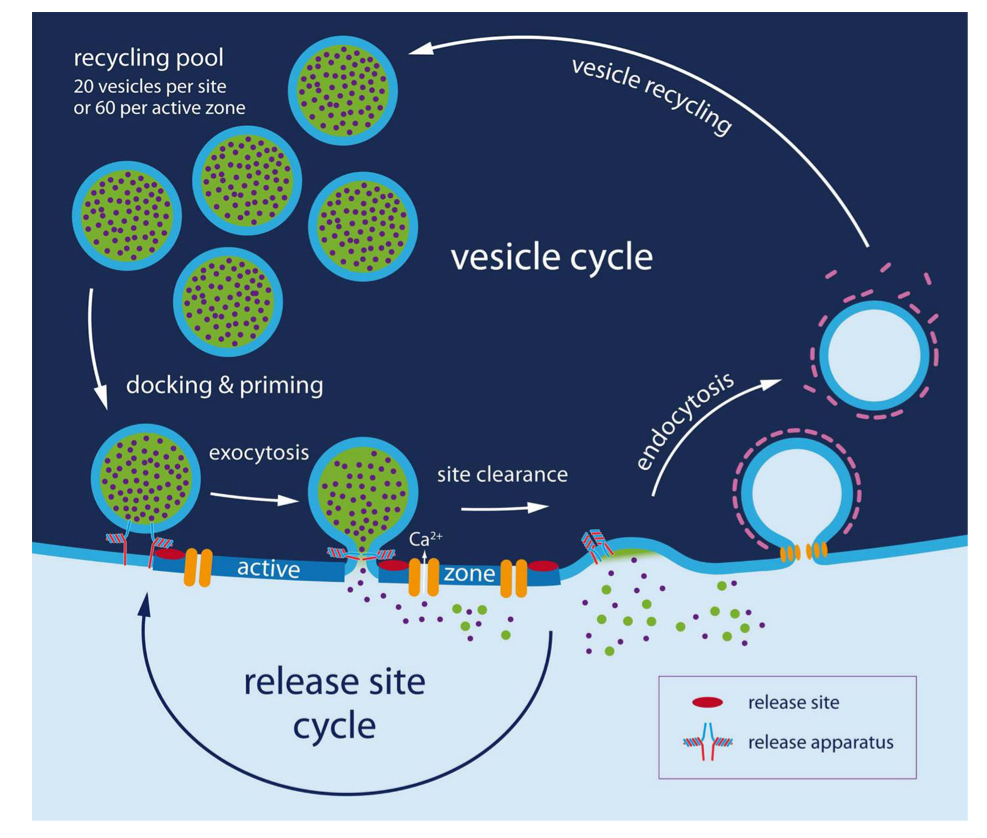 <p><span>replenishment of release-ready vesicles and sustaining neurotransmission during repetitive stimulation</span></p><ul><li><p><span>because de novo synthesis of synaptic vesicles is too slow to replenish the pool</span></p></li></ul><p></p>