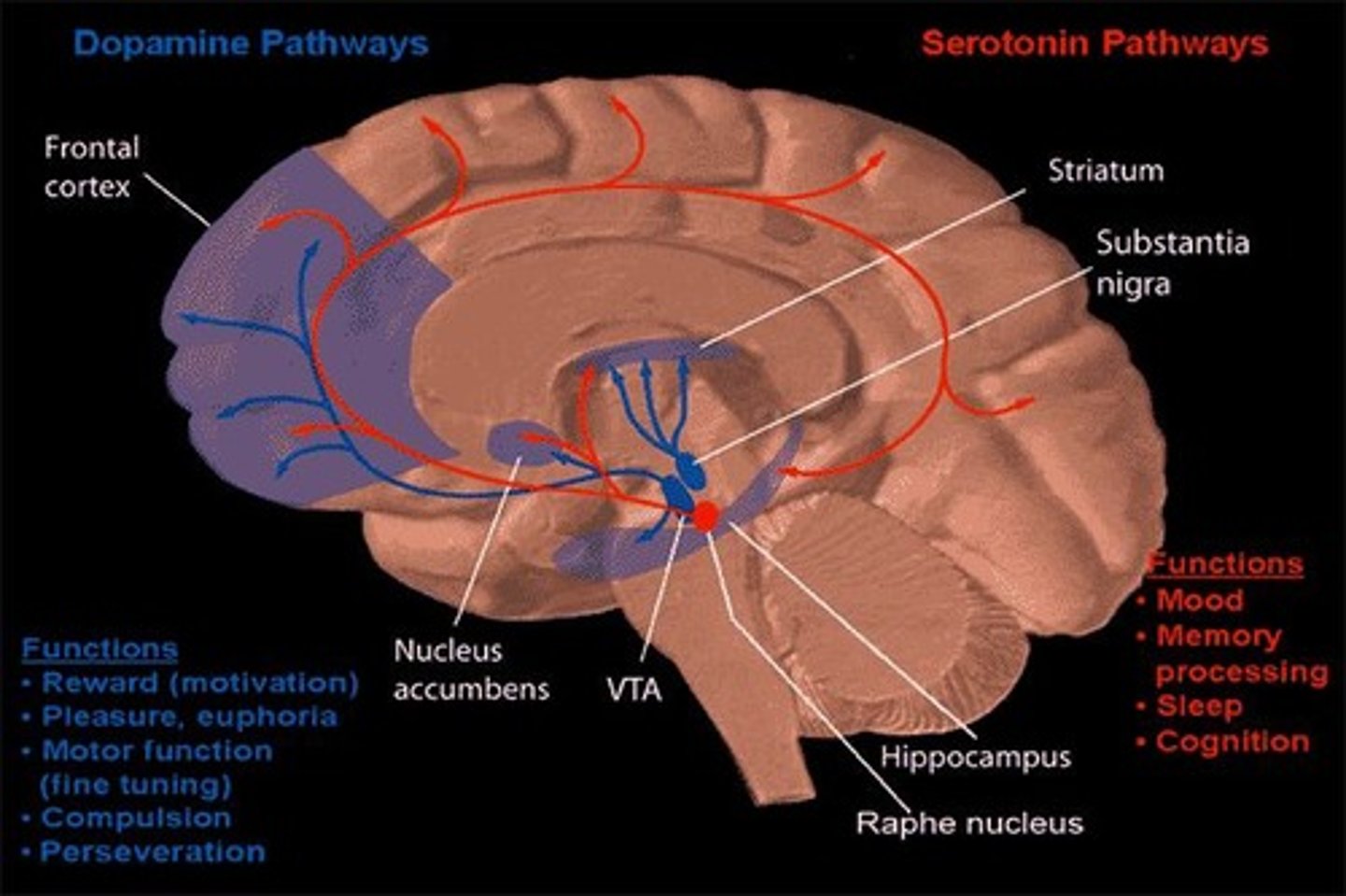 <p>Low serotonin levels</p>