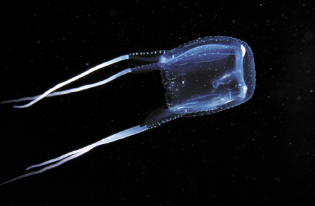 <p><span><strong>The image shows the cnidarian commonly known as box jelly.&nbsp;It belongs to the class _____&nbsp;in the genus&nbsp;</strong></span><strong>chironex.</strong></p>