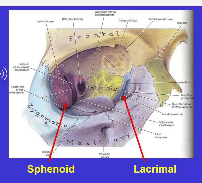 <p>Sphenoid</p>