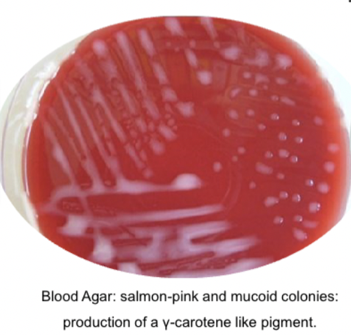 <p>Pink mucoid colonies on blood agar, non hemolytic </p>