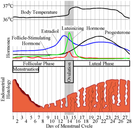 <p><mark data-color="blue">Uterine (menstrual) cycle: menses</mark></p><p>Can you label, describe and explain what this diagram is/shows?</p>