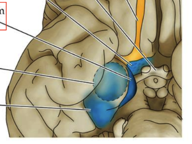 <p>The input to the hippocampus, links smells with spatial and episodic memory</p>