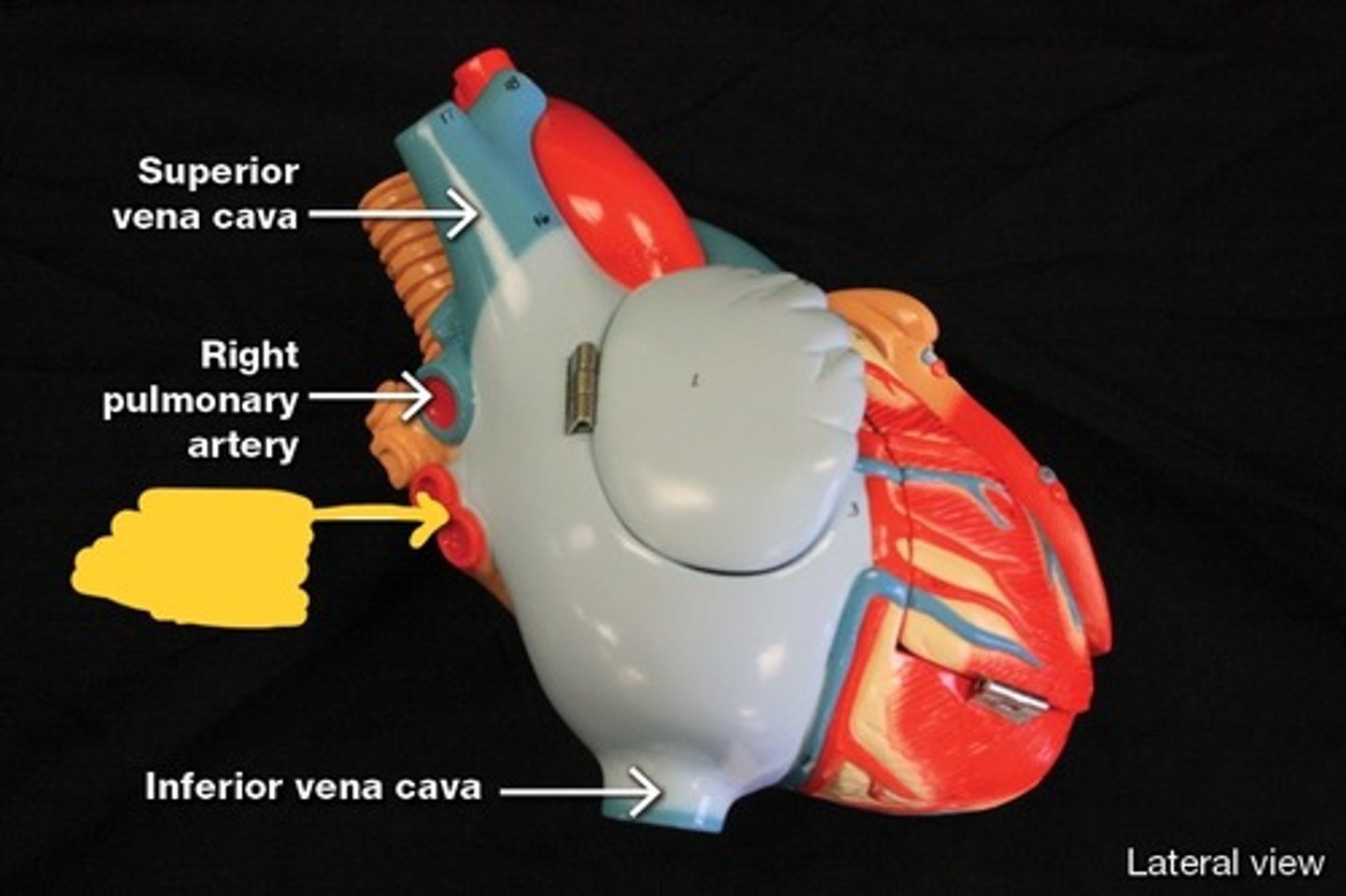 <p>Great vessels of the heart,</p>